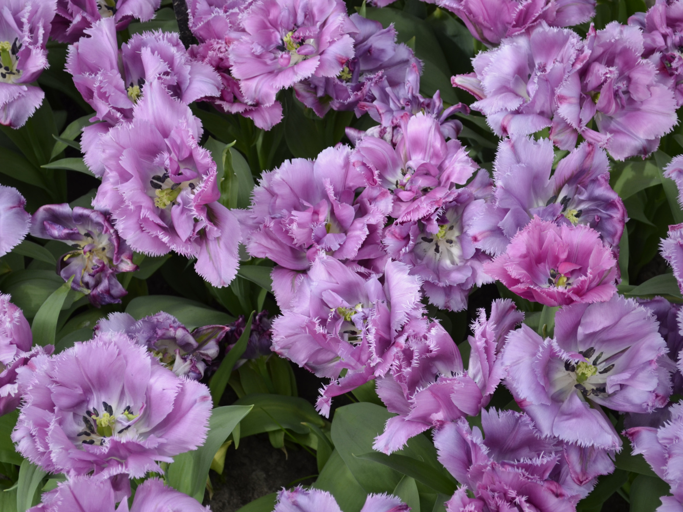 Красивые фиолетовые цветы тюльпаны крупным планом