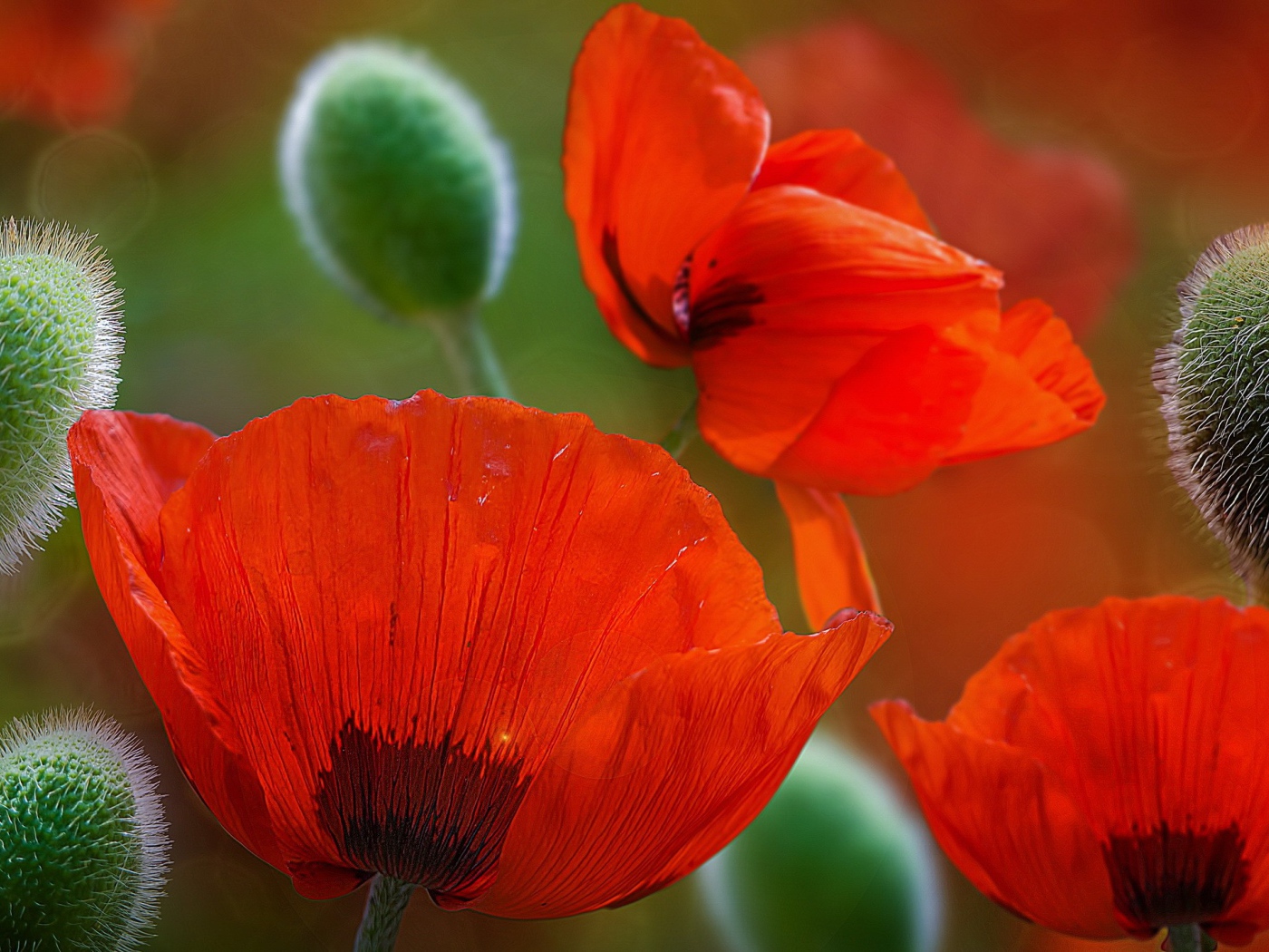 Красивые красные цветы маки 