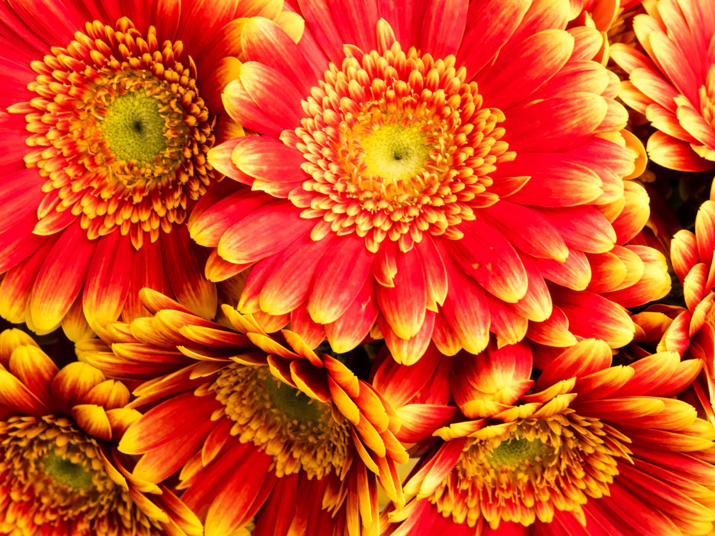 Красивые красные герберы 