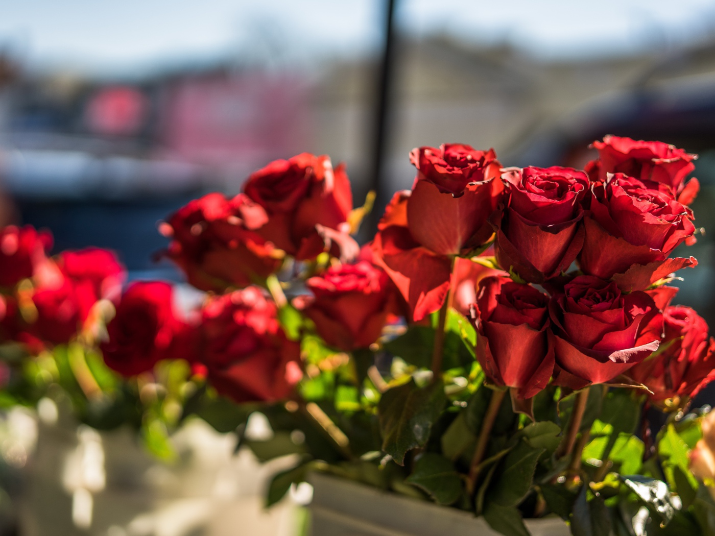 Красивые розы с красными лепестками