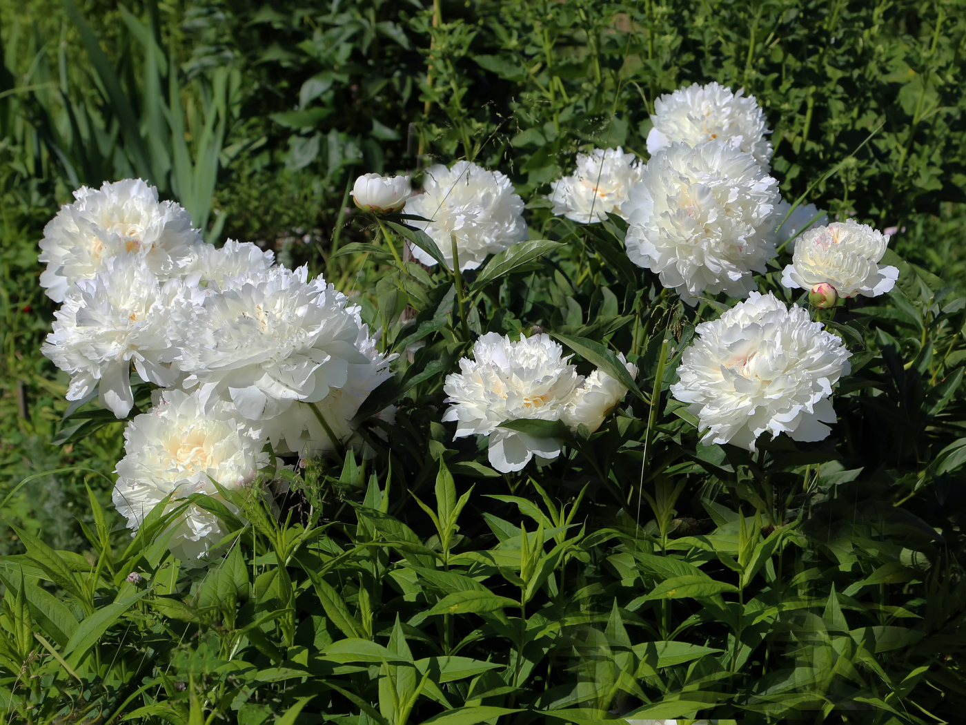Красивые нежные белые пионы на клумбе