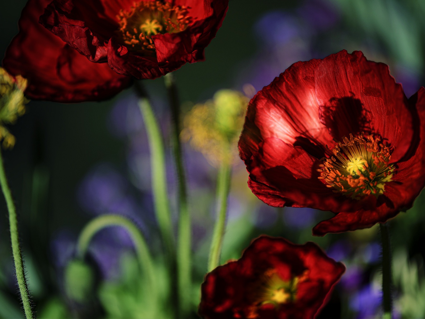 Красивые летние красные маки крупным планом 