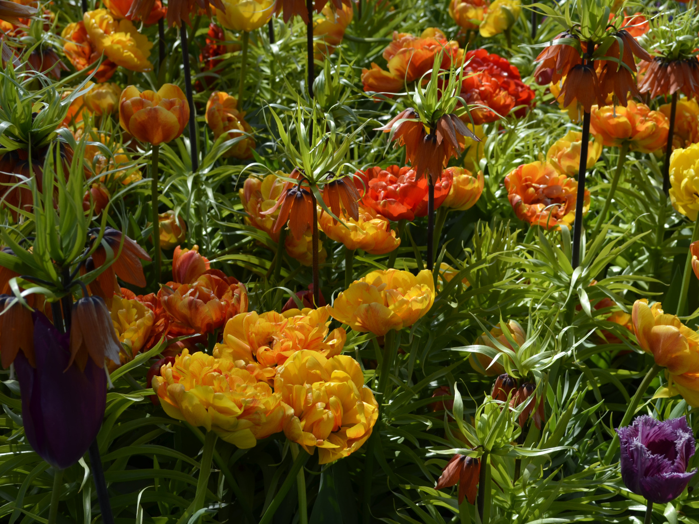 Красивые тюльпаны и рябчики на клумбе крупным планом