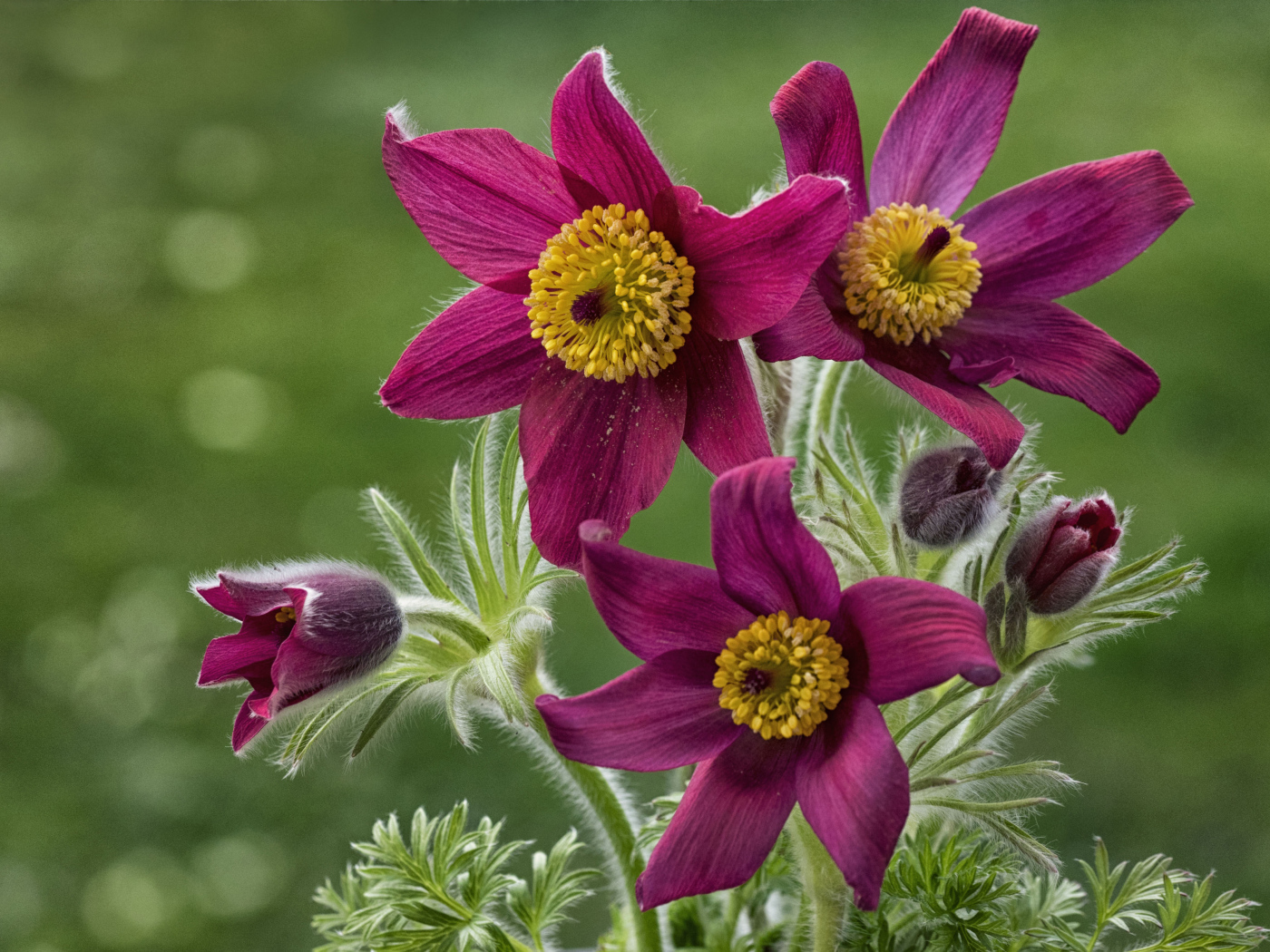 Красивые фиолетовые цветы прострел альпийский крупным планом