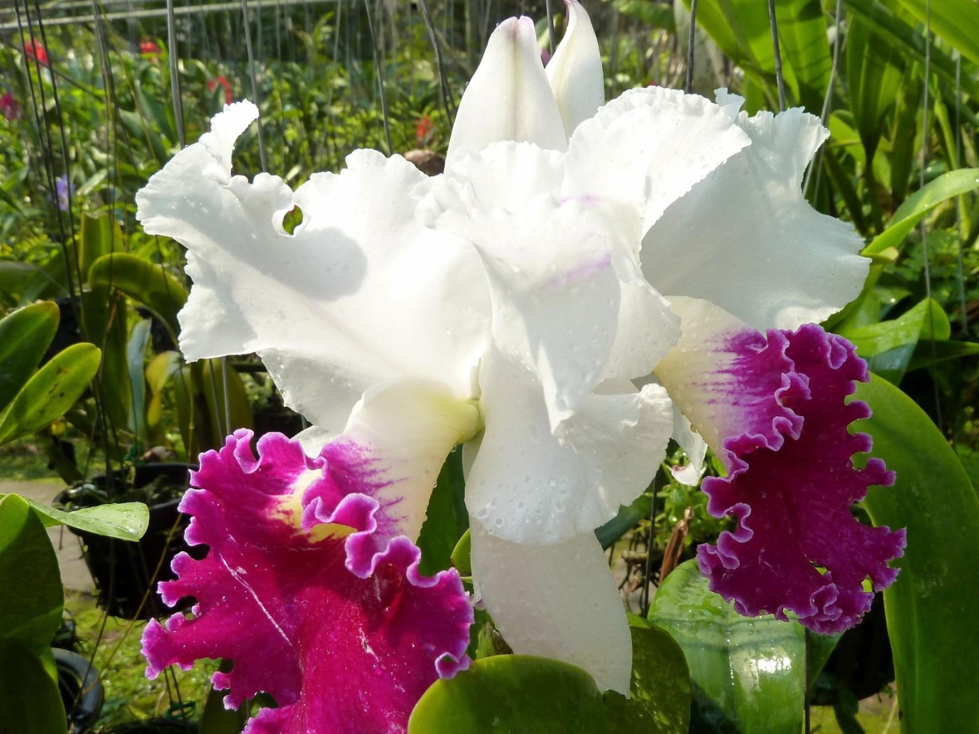 Красивый бело-розовый ирис в каплях воды на клумбе