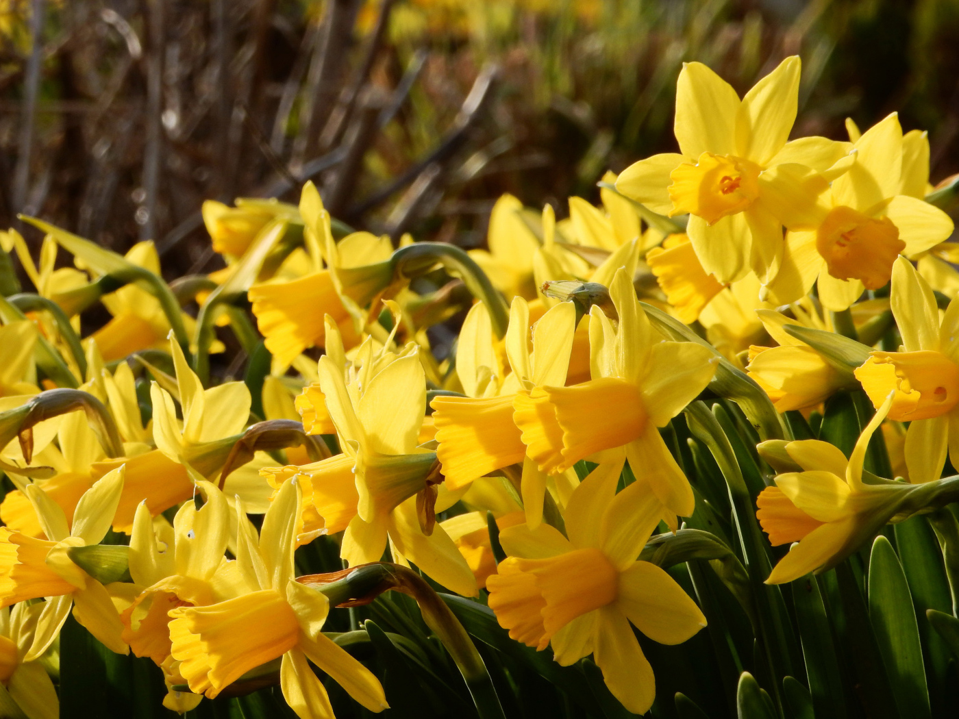 Красивые желтые нарциссы на клумбе 