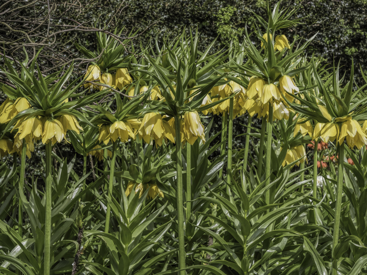 Красивые желтые цветы рябчики 