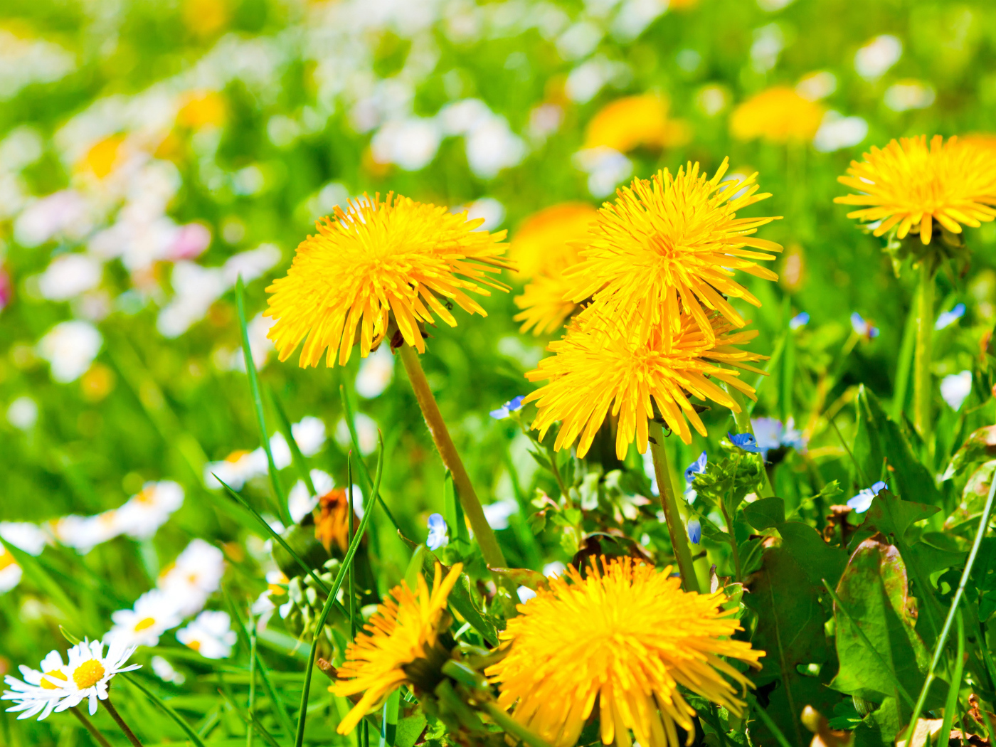 Красивые желтые летние одуванчики с ромашками