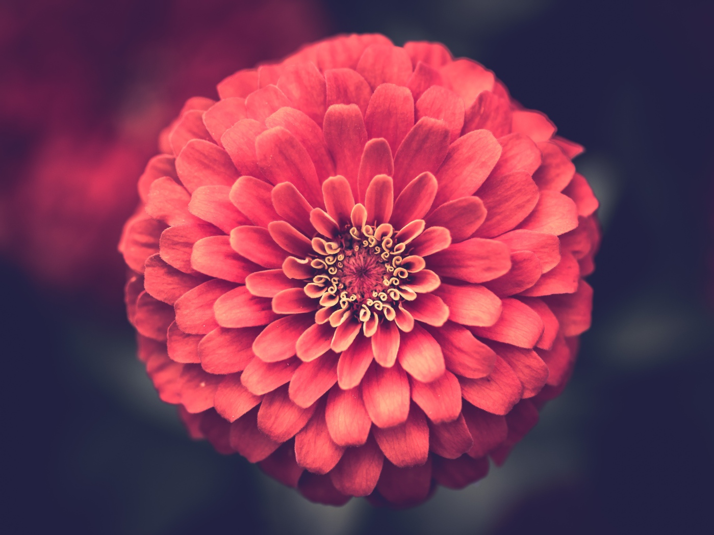 Красивый цветок цинния крупным планом