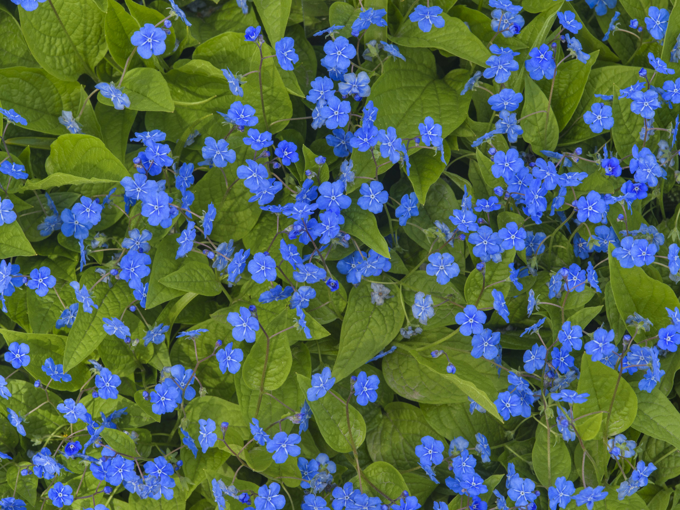 Голубые маленькие цветы незабудки крупным планом