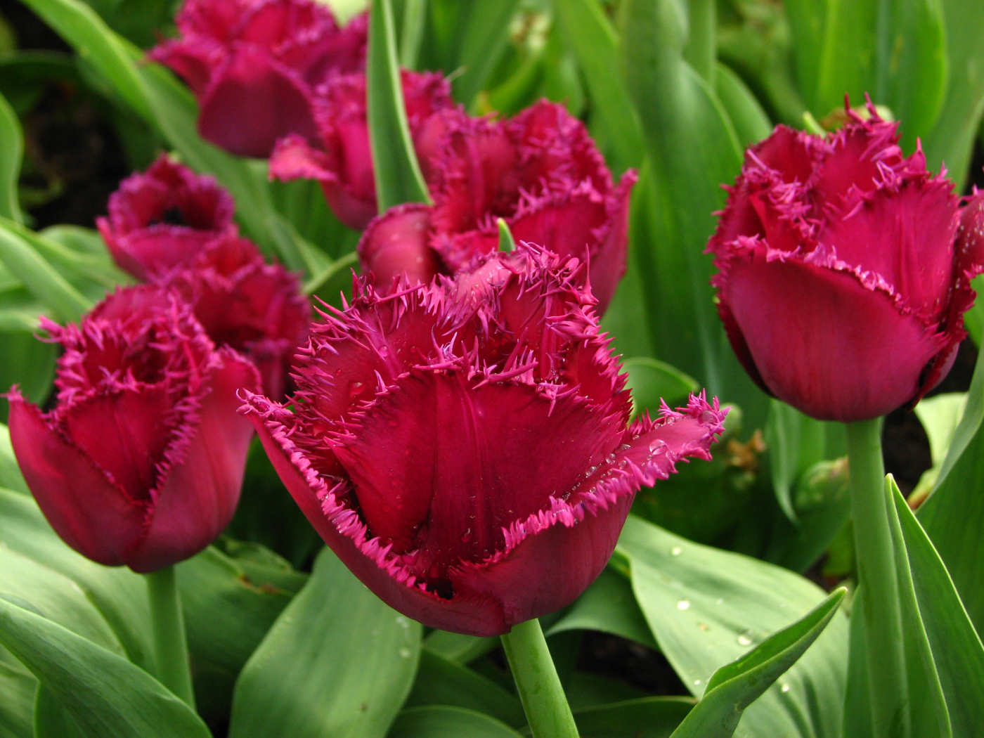 Бордовые тюльпаны на клумбе в каплях воды крупным планом
