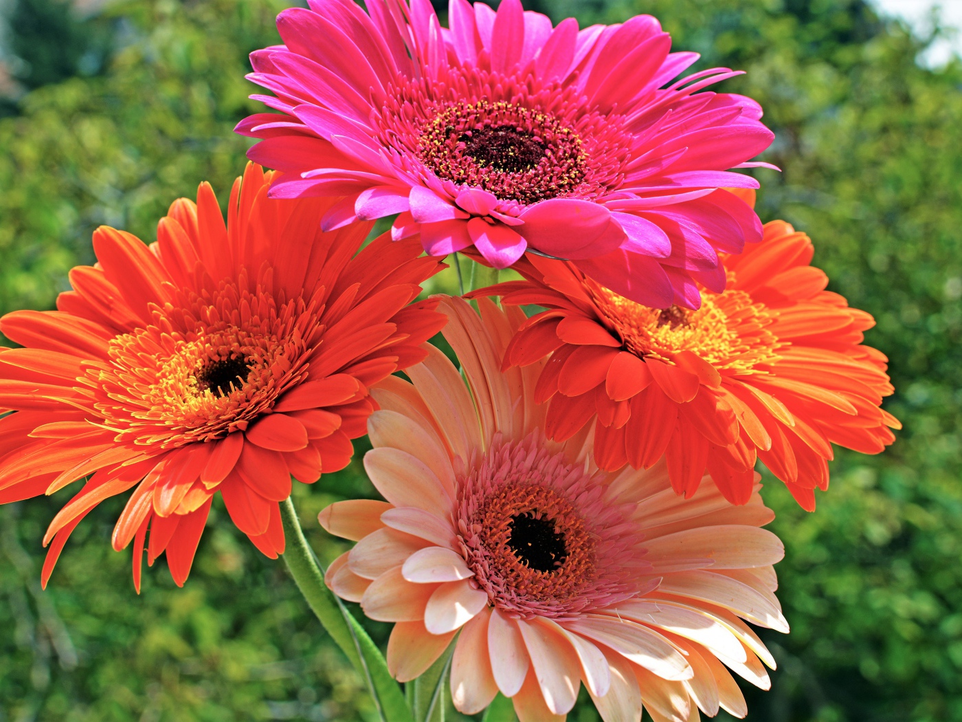 Букет красивых нежных гербер