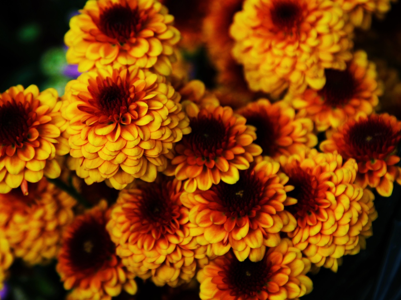 Букет ярких оранжевых цветов хризантемы