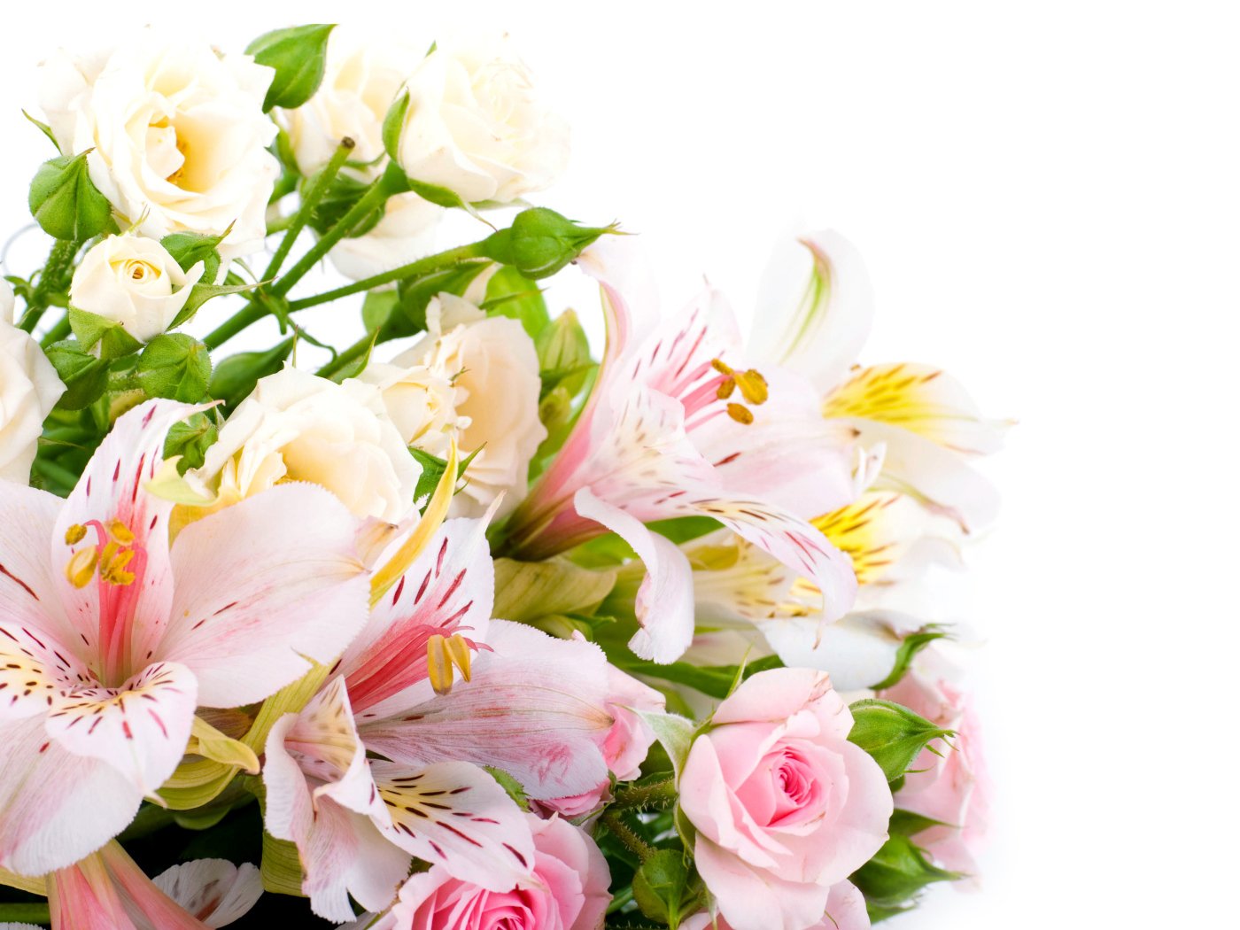 Букет из розовых и белых роз и цветов альстрёмерия на белом фоне