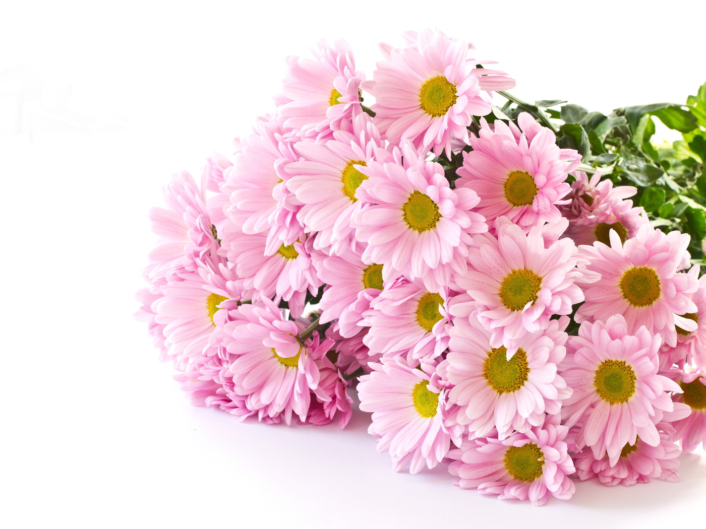 Букет розовых хризантем на белом фоне