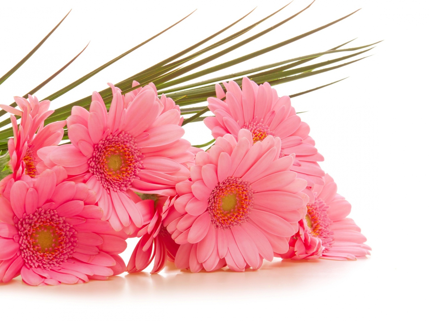 Букет розовых гербер на белом фоне