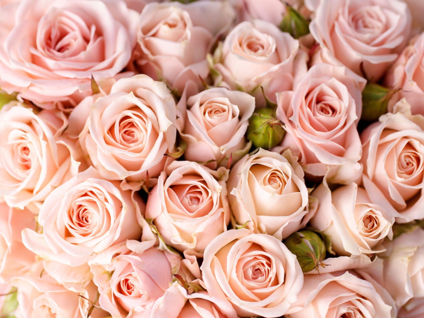 Букет розовых роз крупным планом