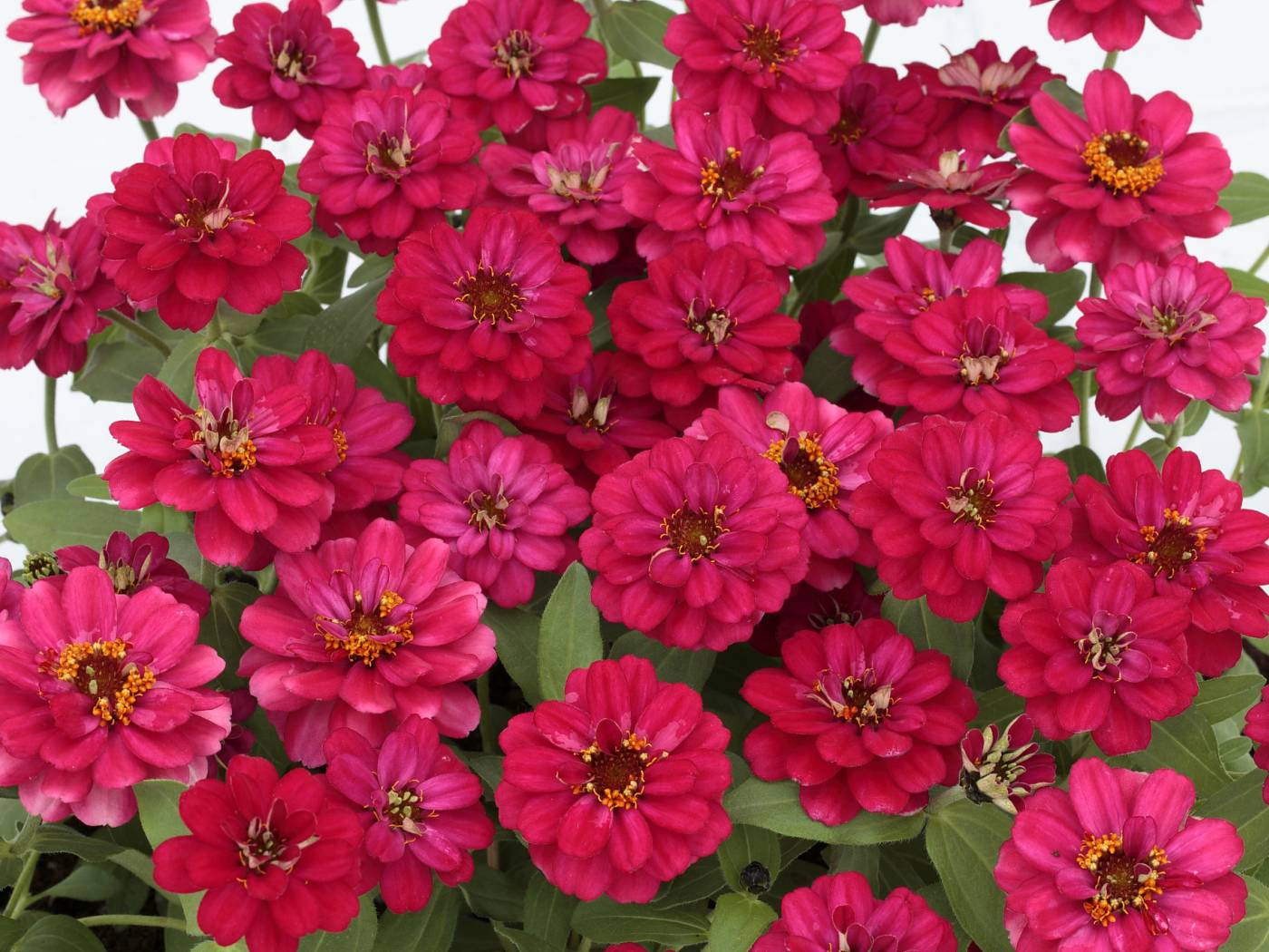 Букет розовых цветов цинния