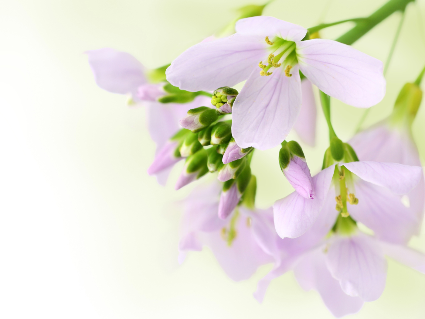 Ветка нежных сиреневых цветов фрезии