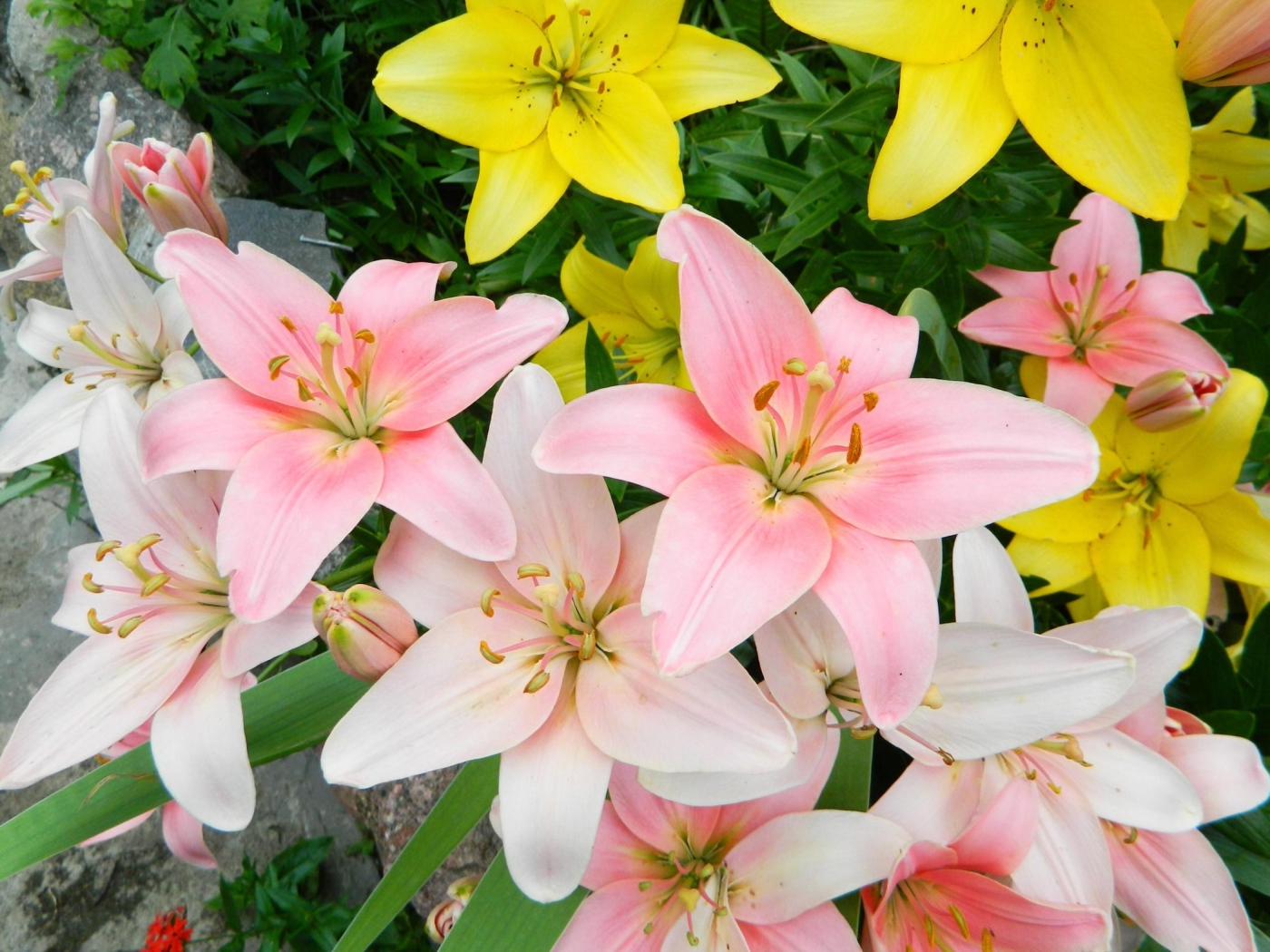 Яркие розовые и желтые лилии на клумбе крупным планом