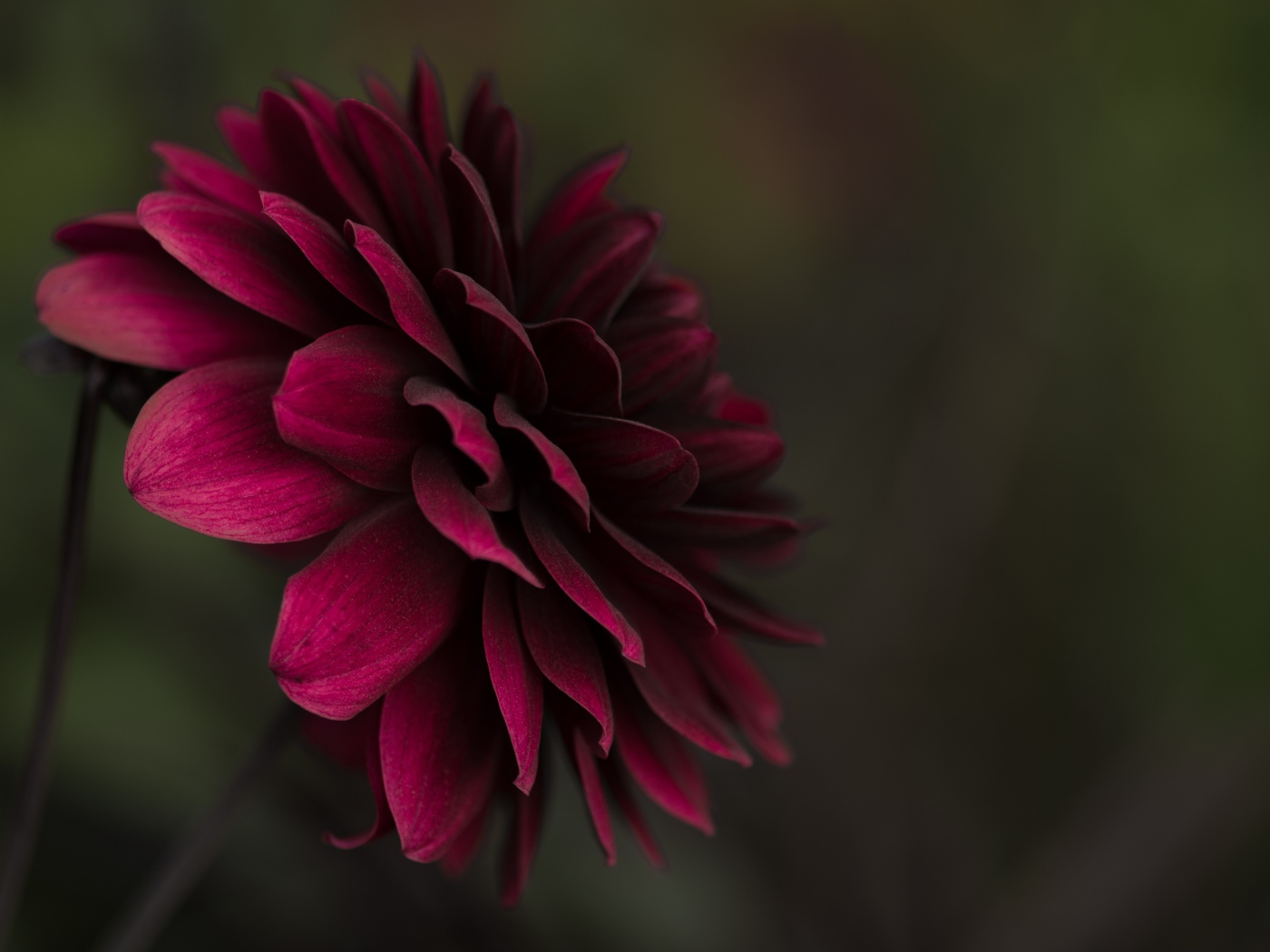 Бордовая пышная георгина крупным планом