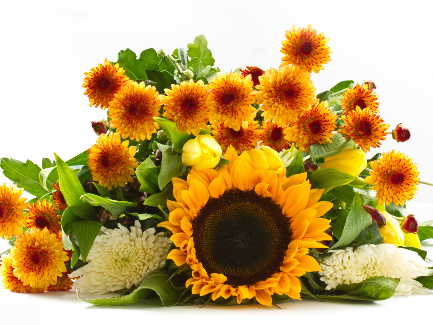 Хризантемы и цветок подсолнуха на белом фоне 