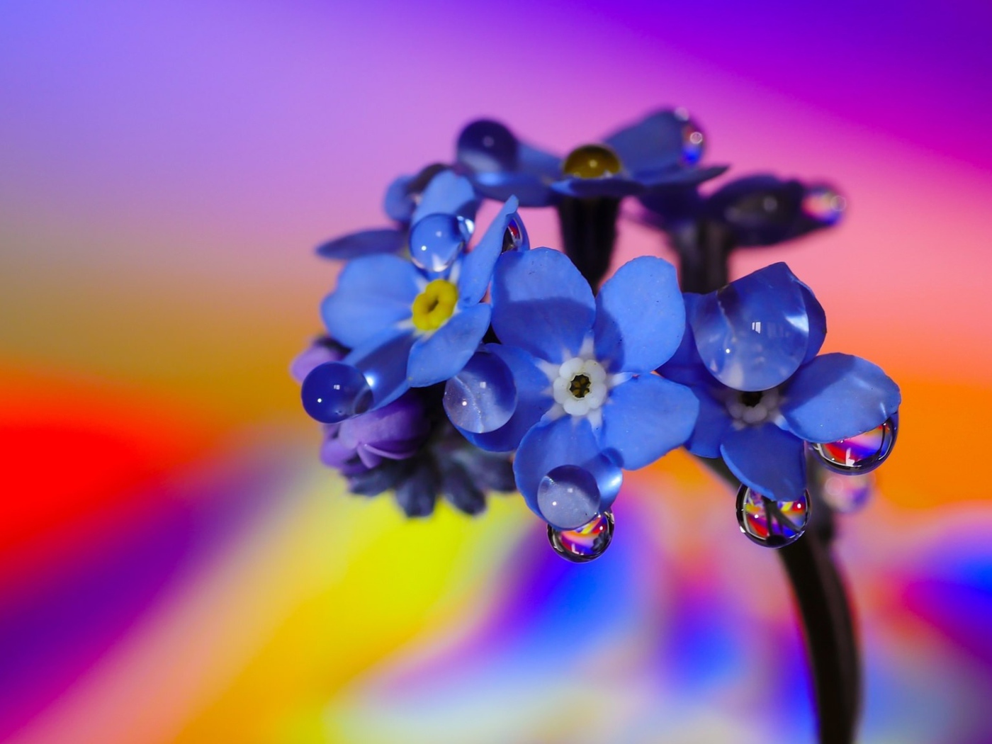 Нежный голубой цветок незабудка в каплях росы 