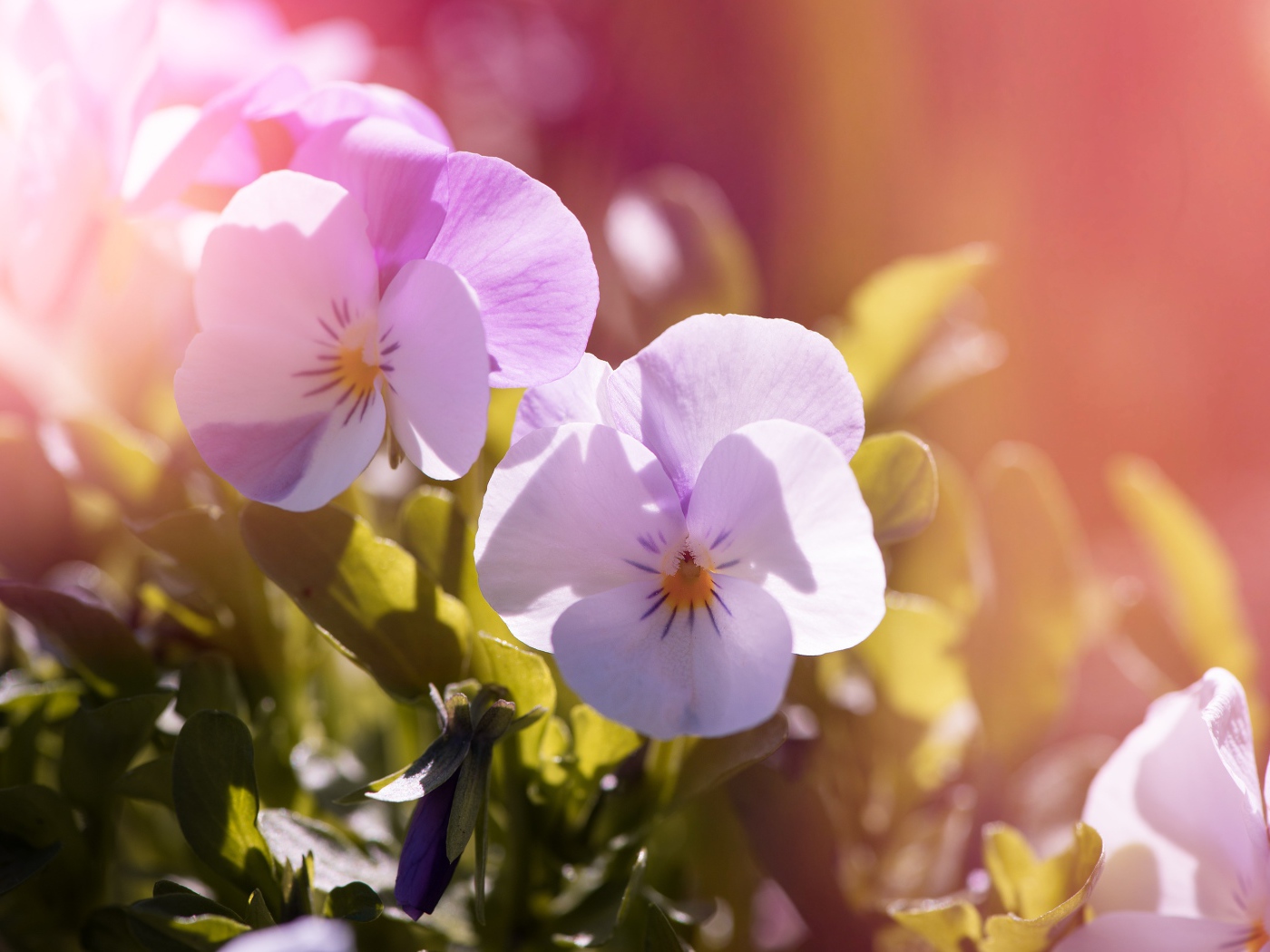 Нежные цветы Анютины глазки в лучах солнца