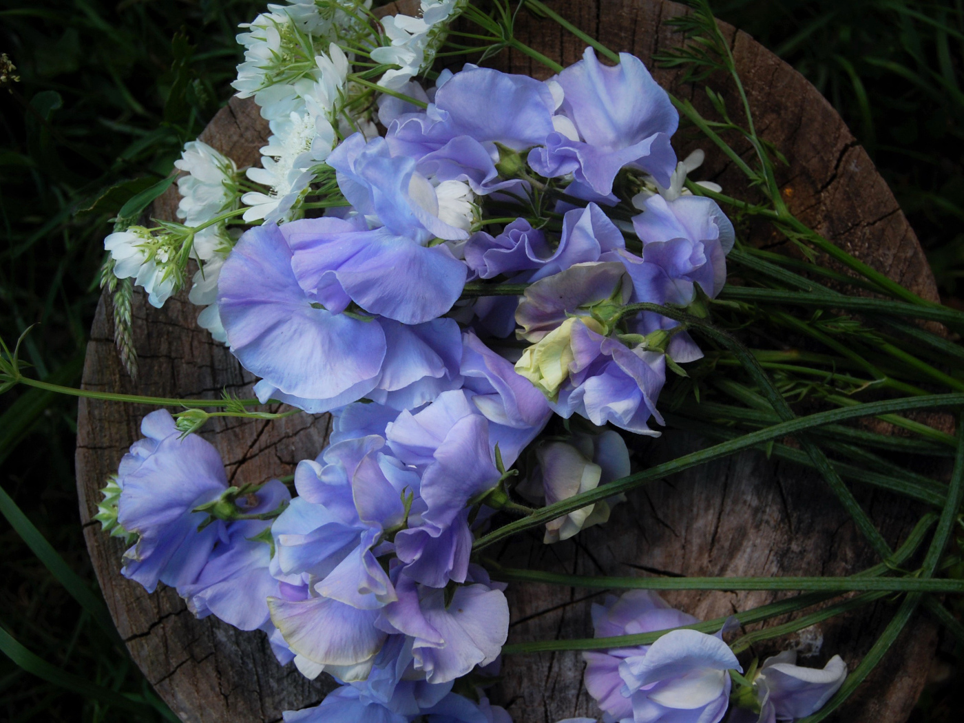 Нежные цветы душистый горошек на пне 