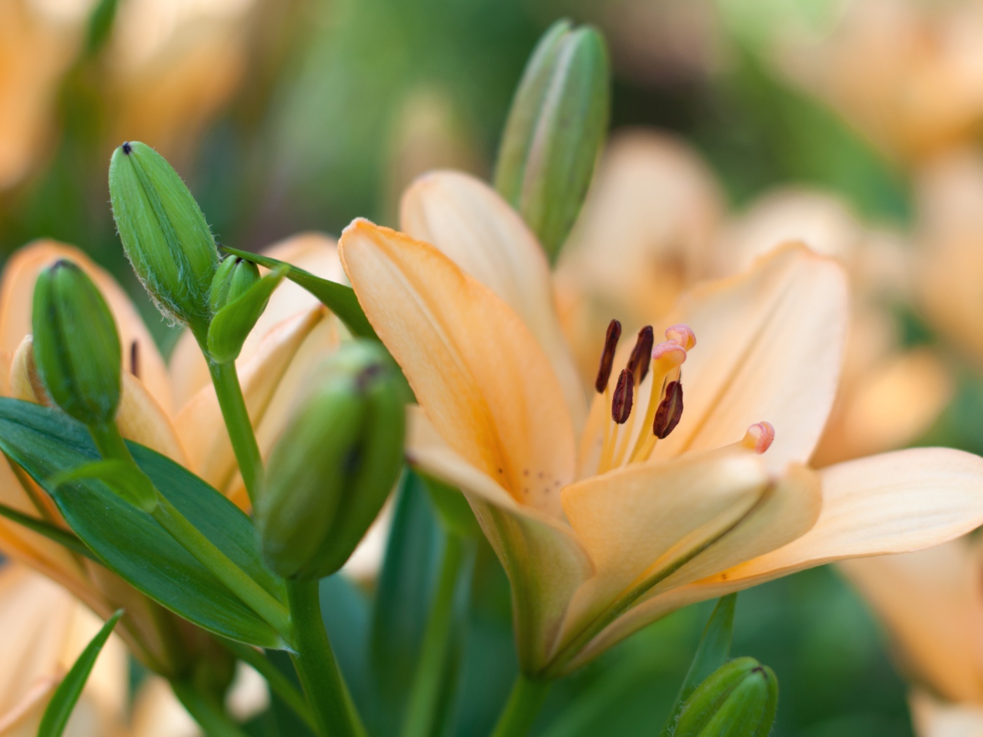 Нежные лилии с бутонами крупным планом