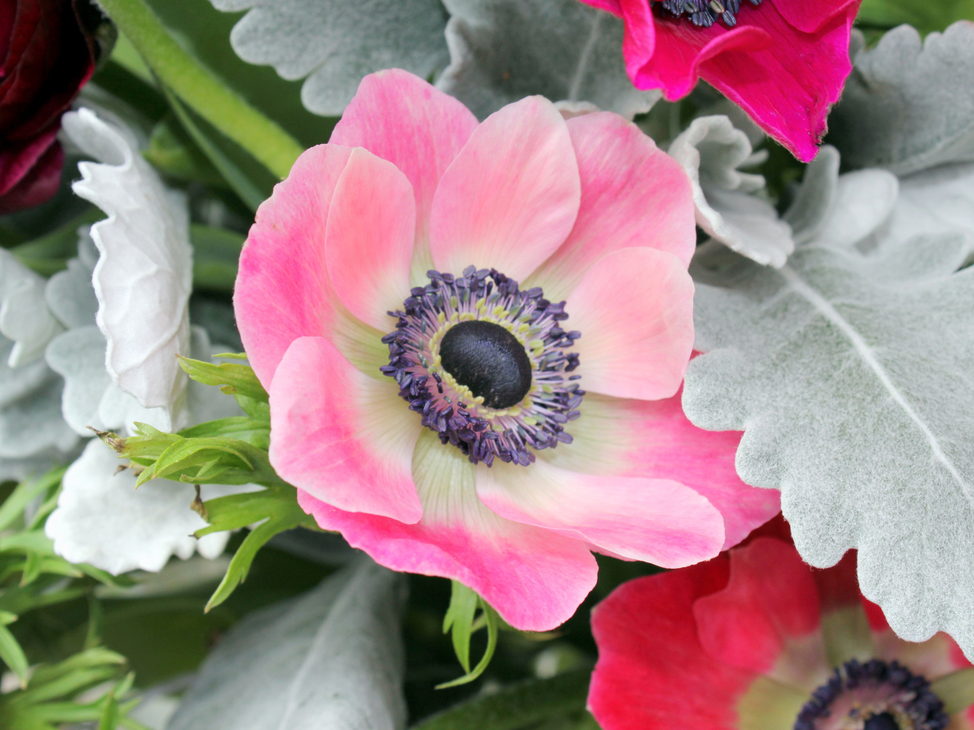 Нежная розовая анемона крупным планом