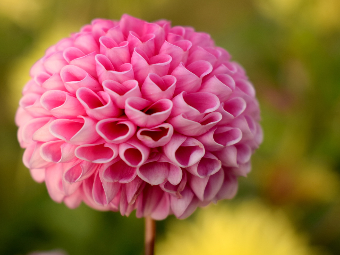 Нежная розовая георгина крупным планом 