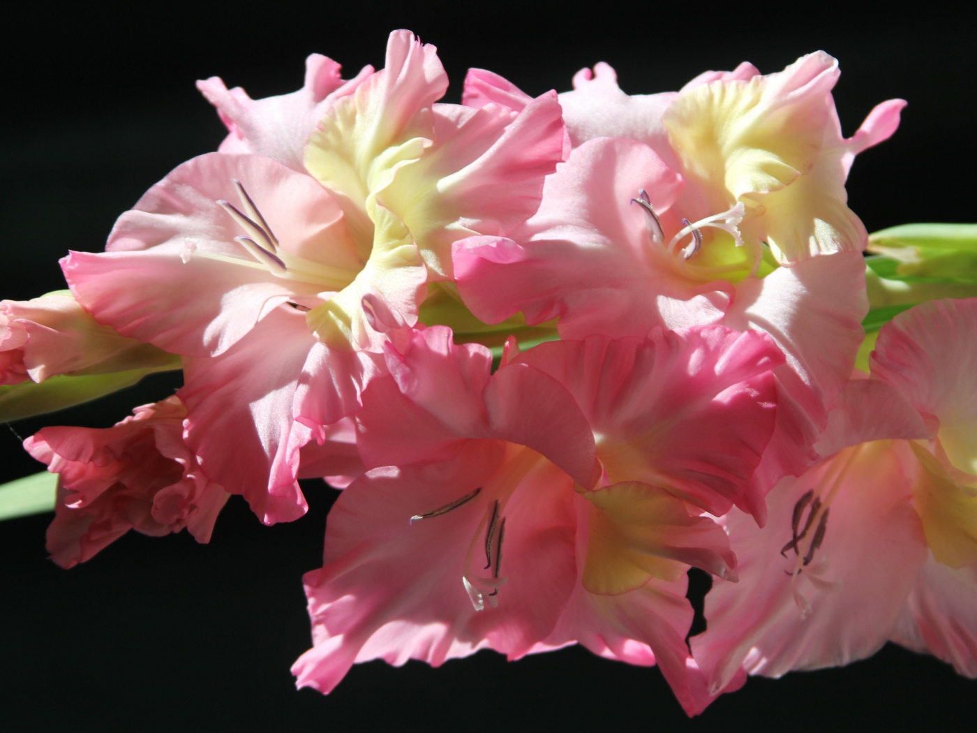 Нежные розовые гладиолусы на черном фоне