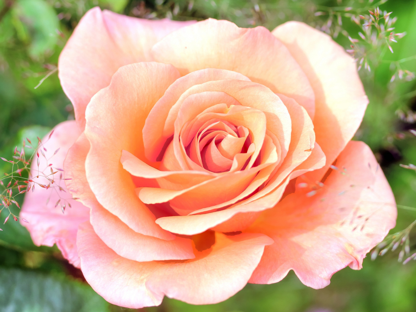 Нежная розовая роза крупным планом 