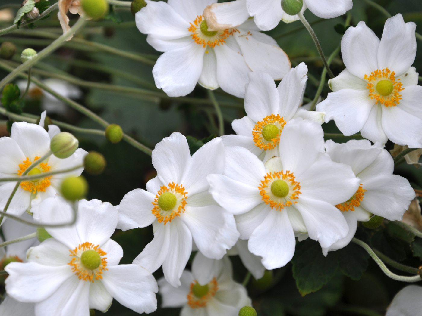 Нежные белые цветы анемоны вблизи