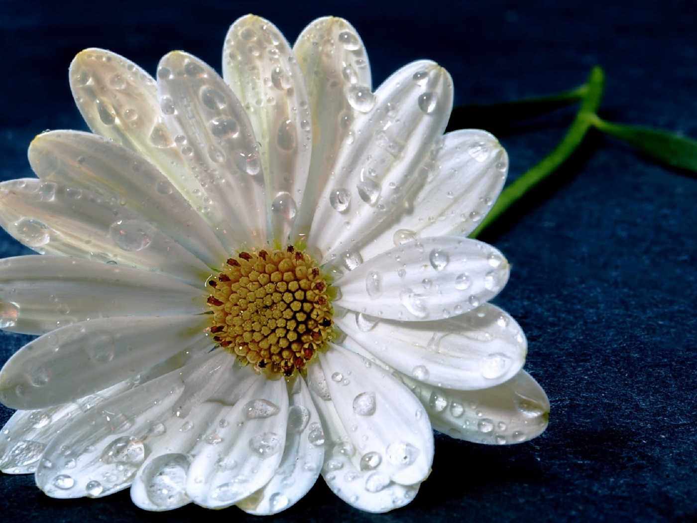 Нежная белая ромашка в капельках росы на синем фоне