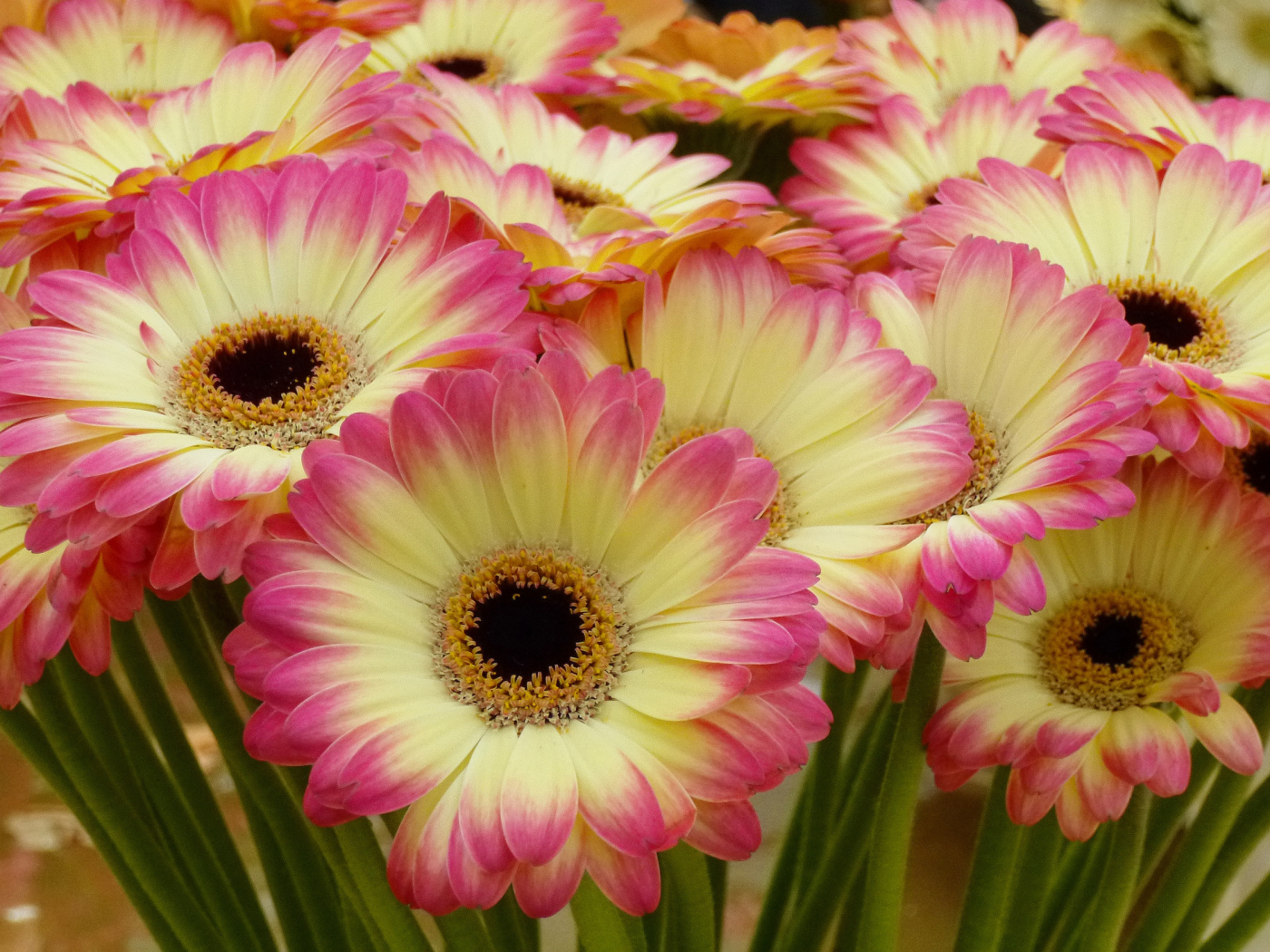 Нежные желтые герберы с розовыми лепестками