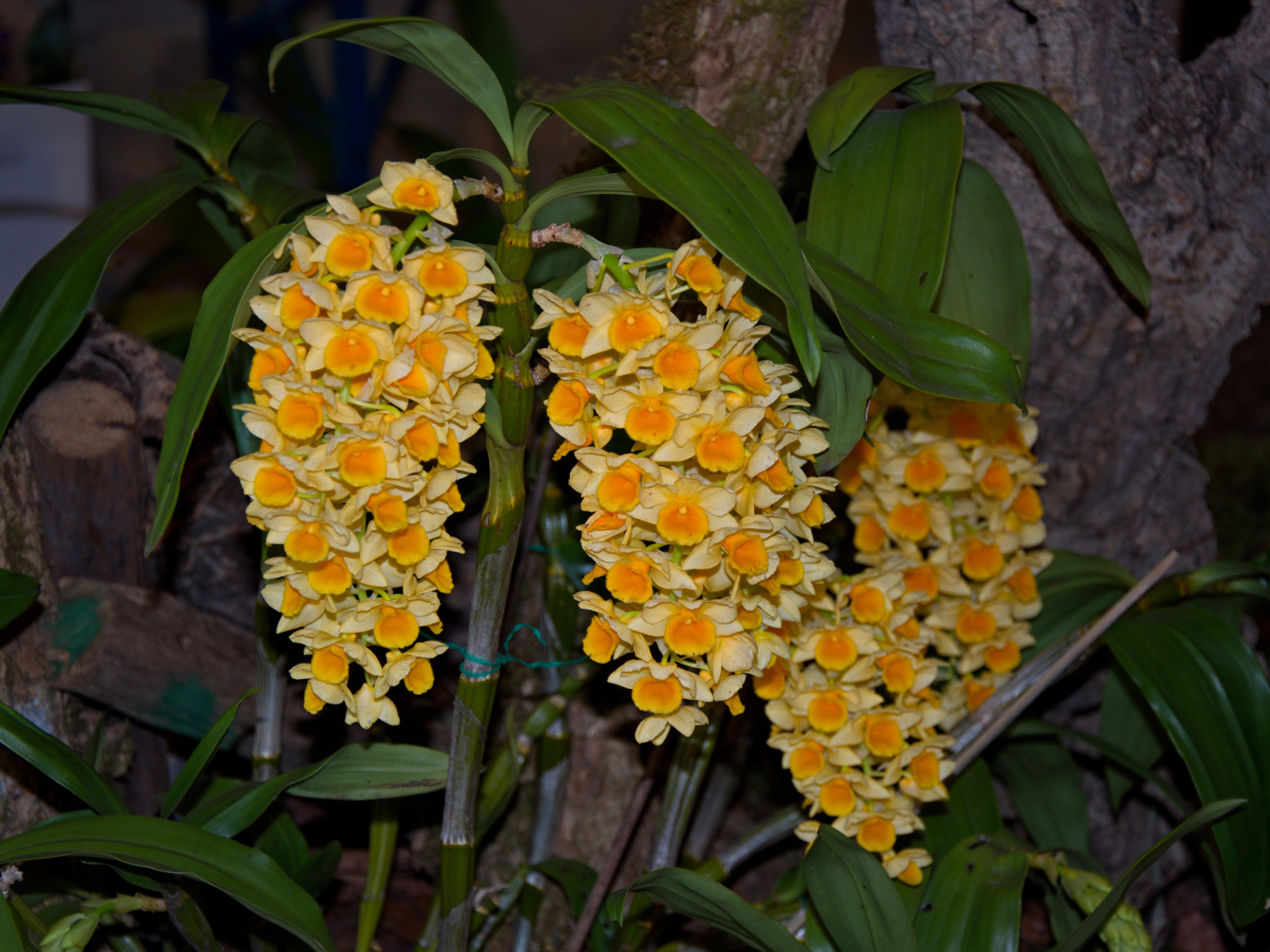 Экзотические желтые цветы орхидеи