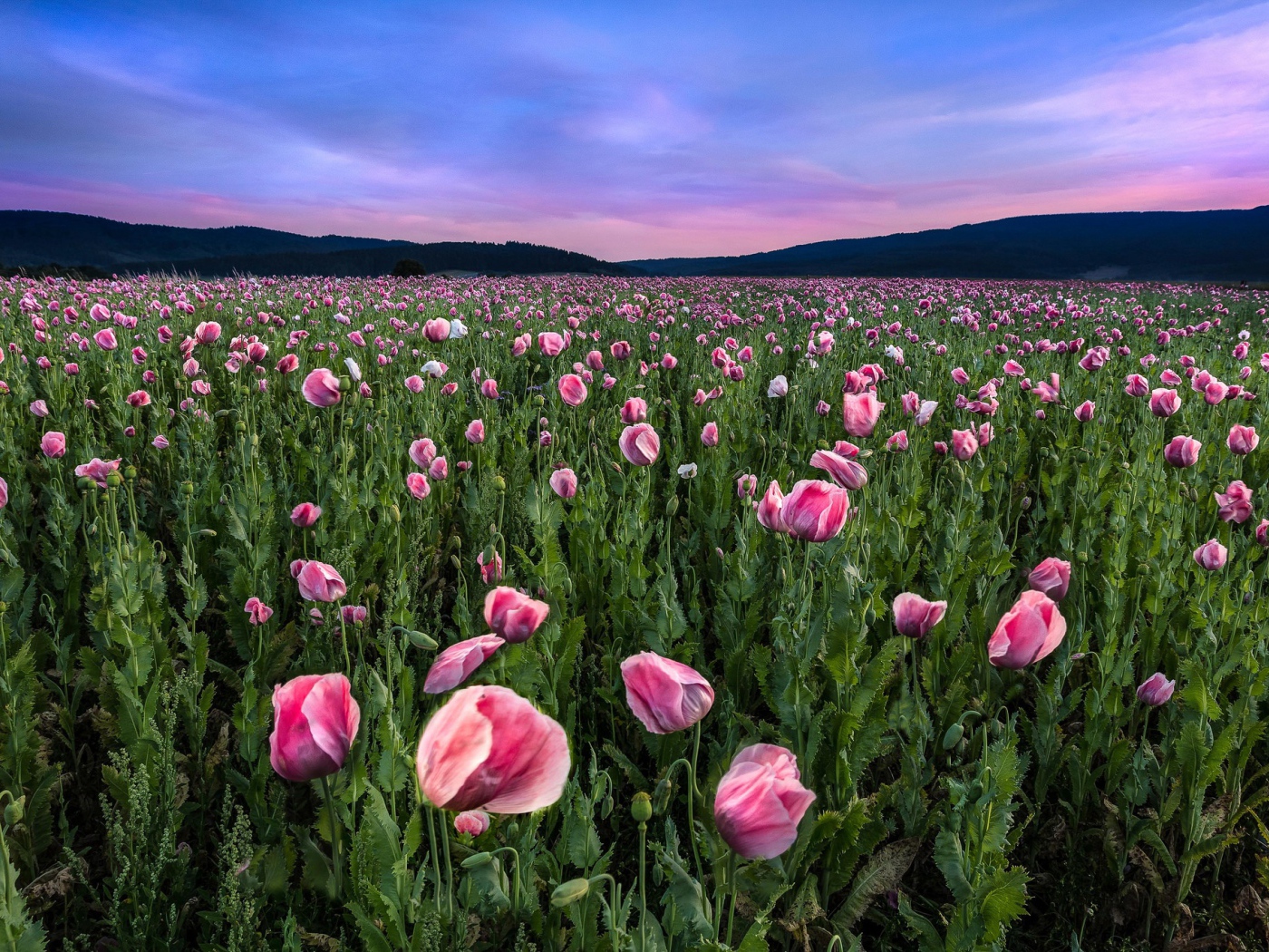 Поле розовых маков под красивым летним небом