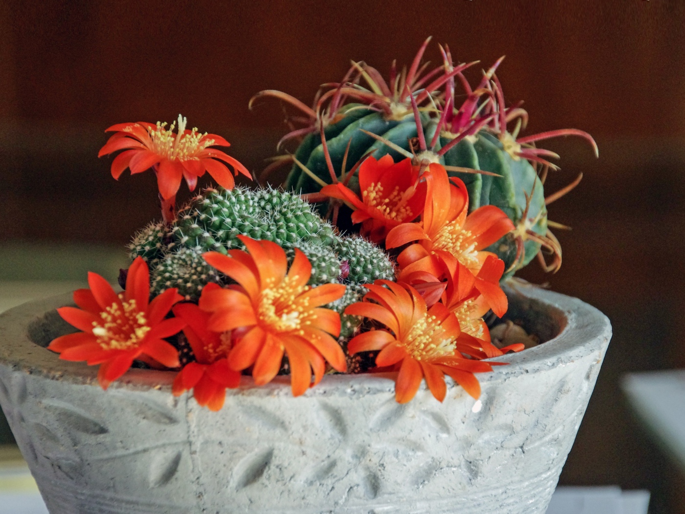 Цветущий комнатный цветок маммиллярия