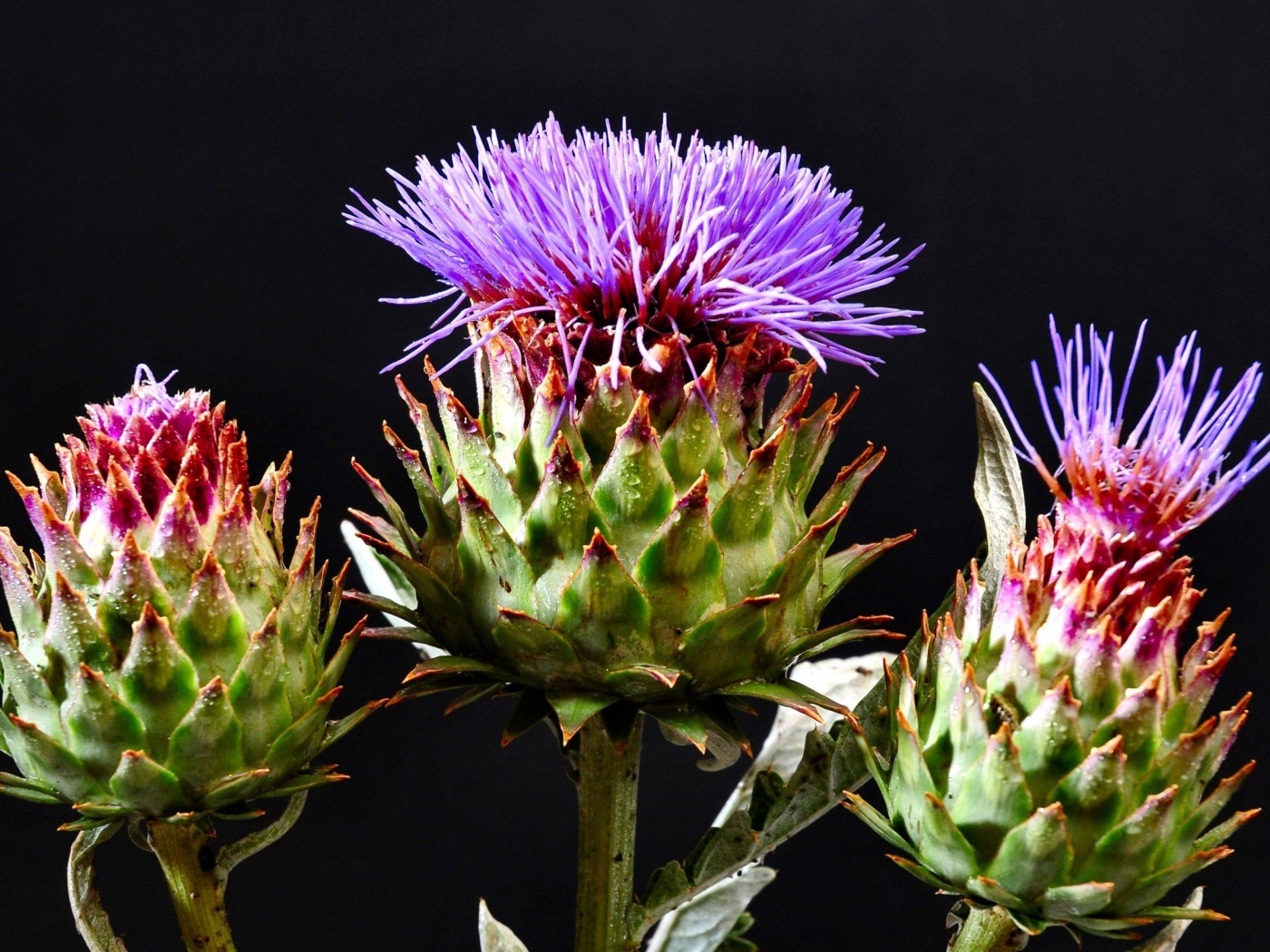 Цветущие шляпки чертополоха на черном фоне