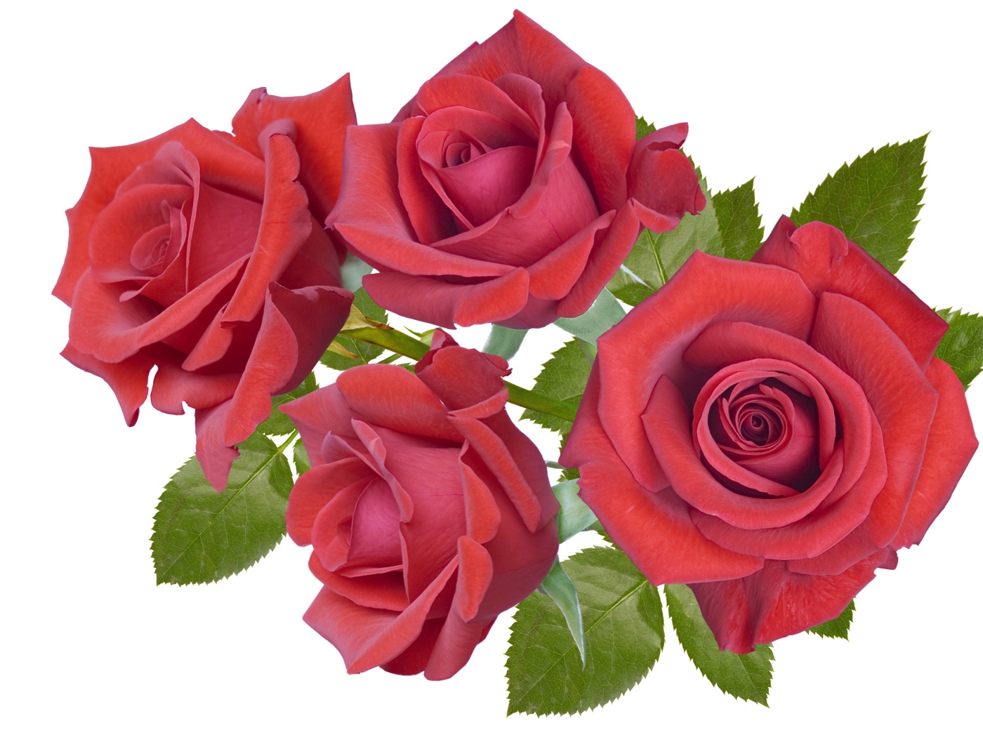 Четыре бордовые розы крупным планом на белом фоне