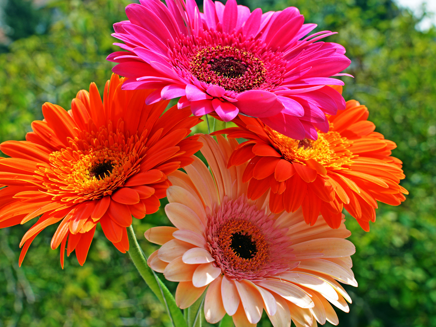 Четыре разноцветные герберы крупным планом