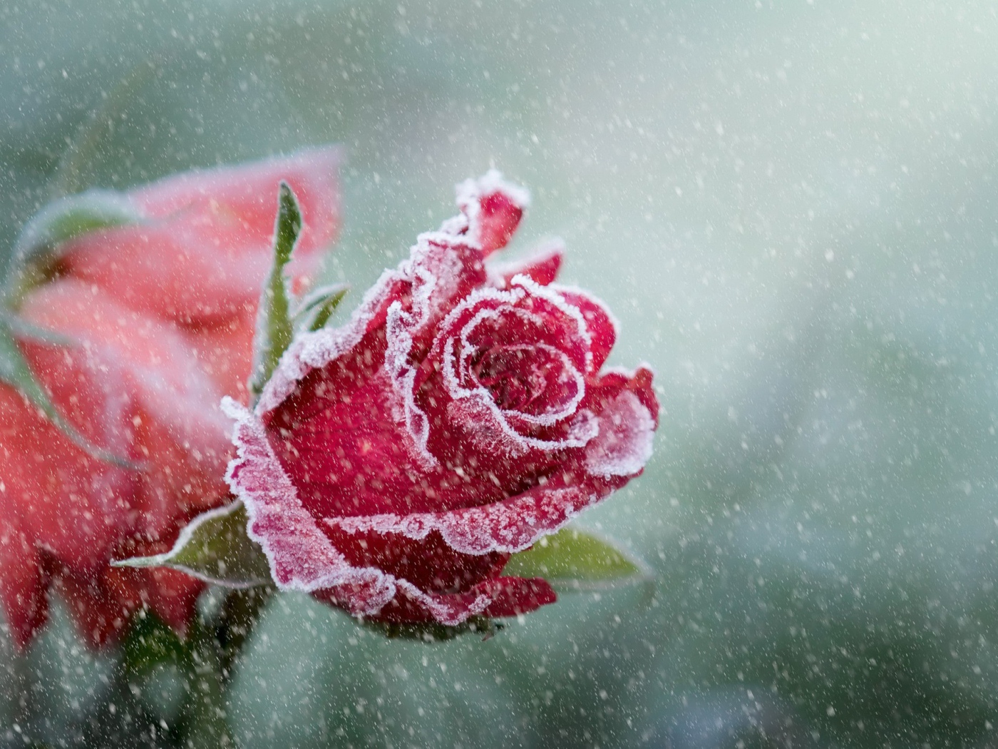 Покрытые инеем две красные розы 