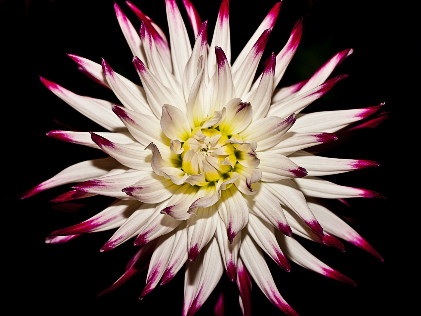 Крупная белая георгина  на черном фоне 