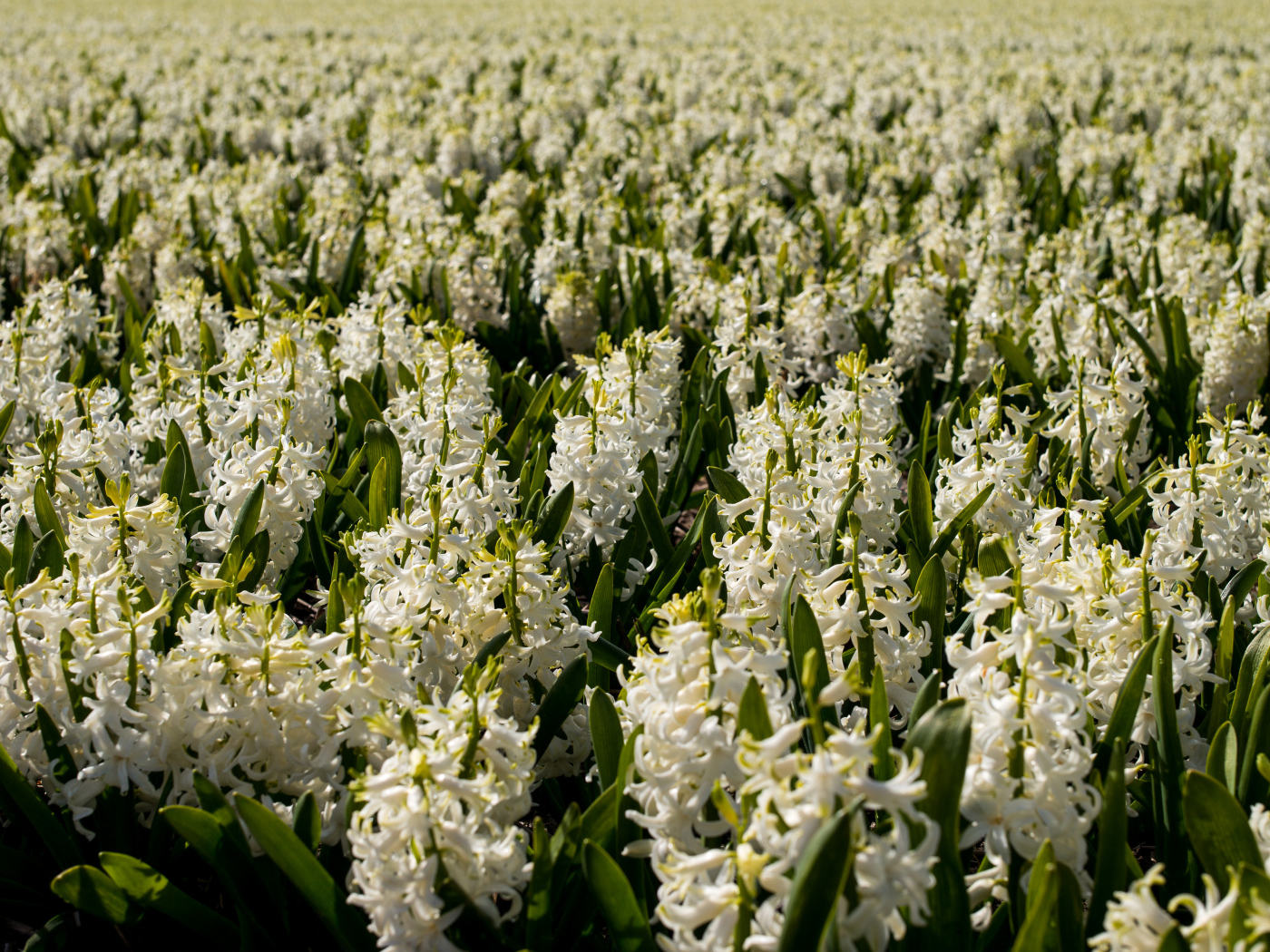 Большое поле белых гиацинтов