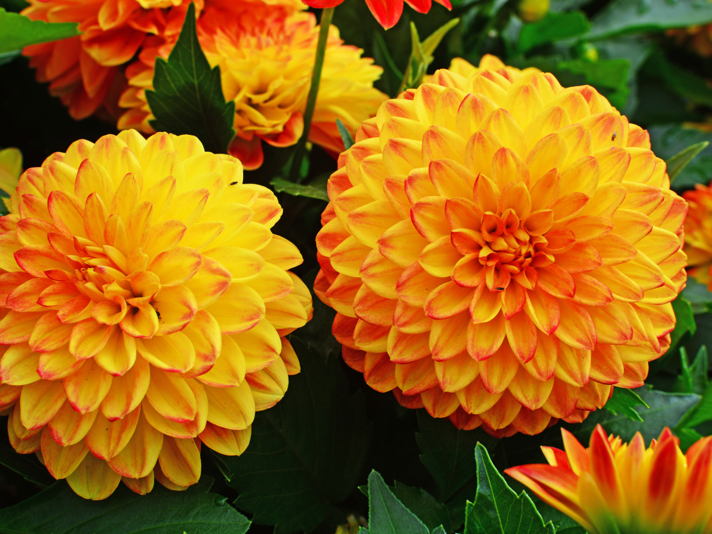 Крупные оранжевые георгины 