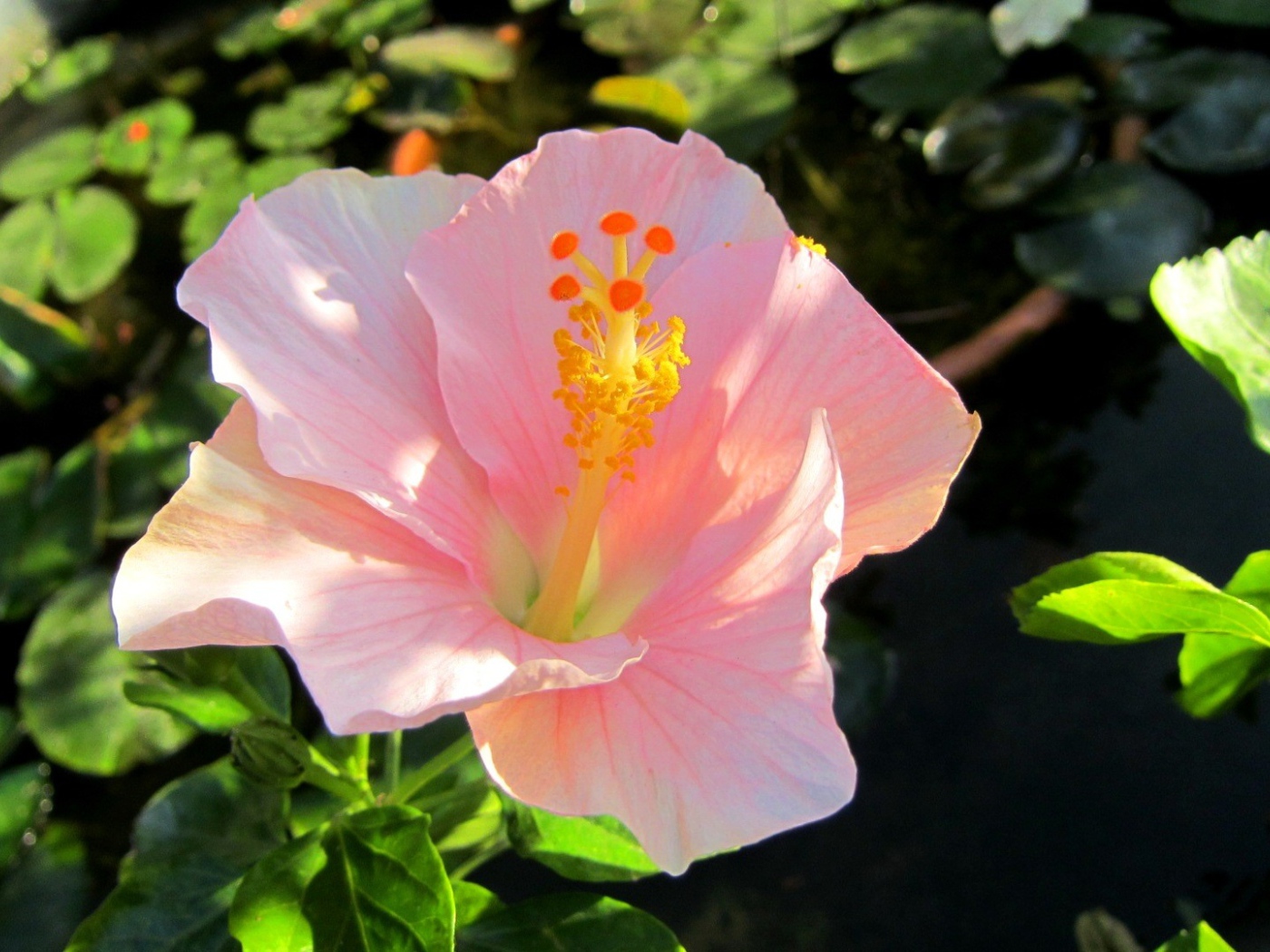 Крупный розовый цветок гибискуса 