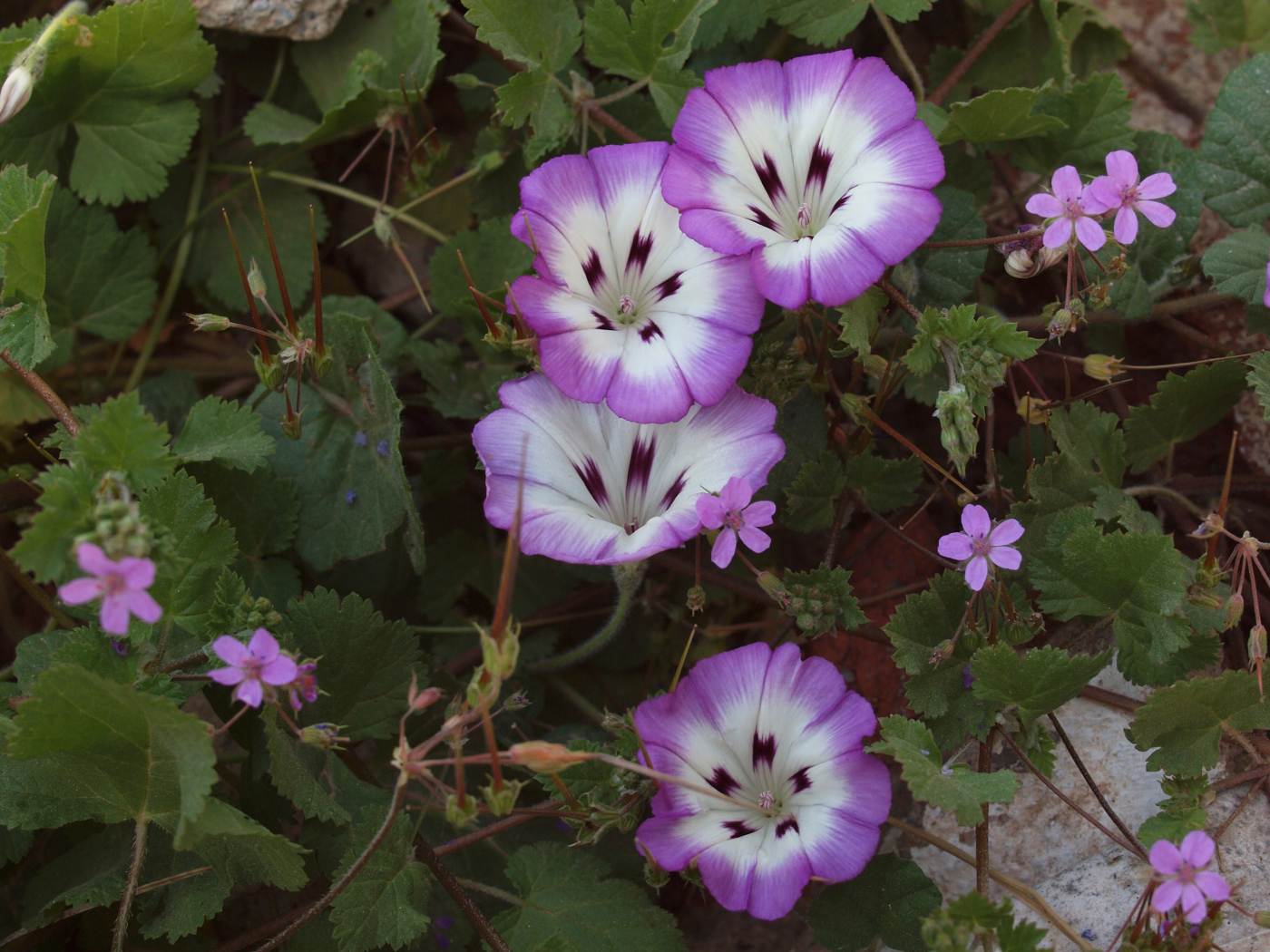 Сиреневые цветы вьюнки на клумбе