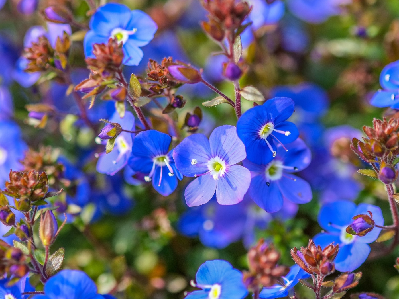 Маленькие голубые цветы незабудки 
